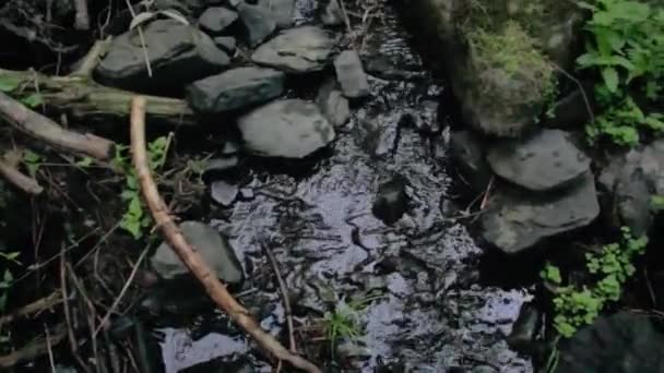 Fluyendo Arroyo Bosque — Vídeos de Stock