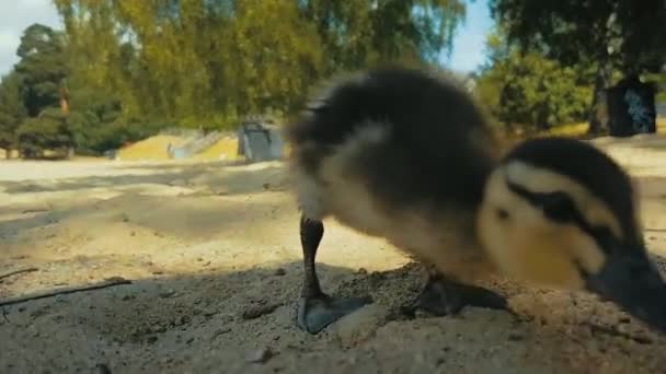 Duck Rodina Flákání — Stock video