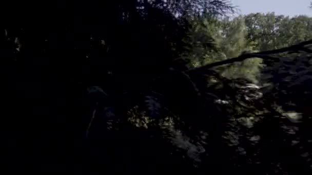 森林湖上的大型恐龙 — 图库视频影像