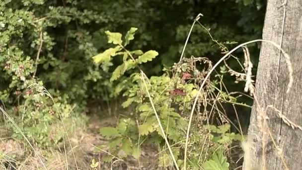 Mujer Camina Claro Del Bosque — Vídeos de Stock