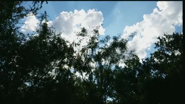 Ağacın Tepesinden Bulutları Güneş Işığını Izliyorum — Stok video