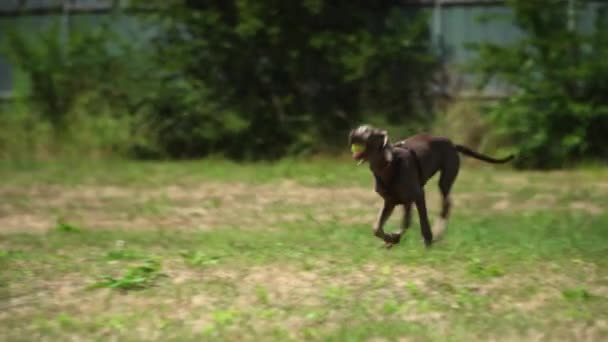 Een Jachthond Speelt Rent Een Dierenasiel Kooien Hekken Adoptie Van — Stockvideo