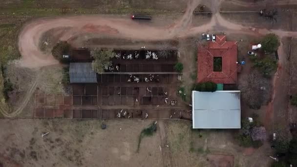 牛のオークションの空中像 — ストック動画