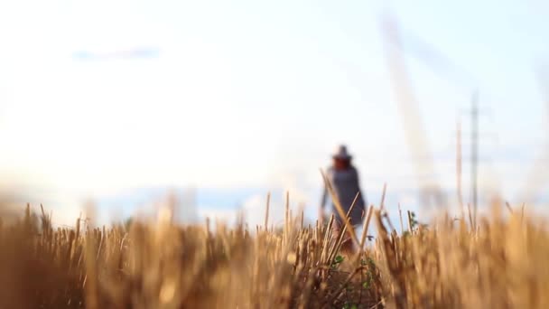 Mujer Usando Sombrero Paja Través Del Campo Trigo — Vídeos de Stock