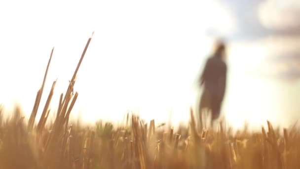 Mujer Caminando Por Campo Trigo Enfoque Trigo Primer Plan — Vídeo de stock