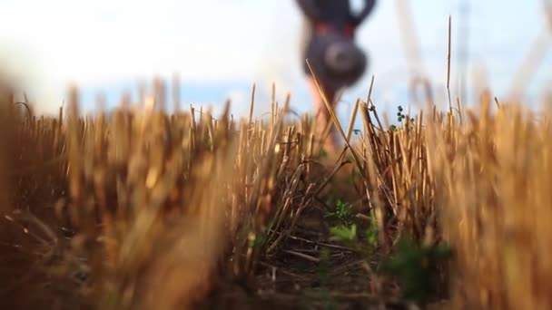 Mulher Caminhar Pelo Campo Close Foco Colheita Trigo — Vídeo de Stock