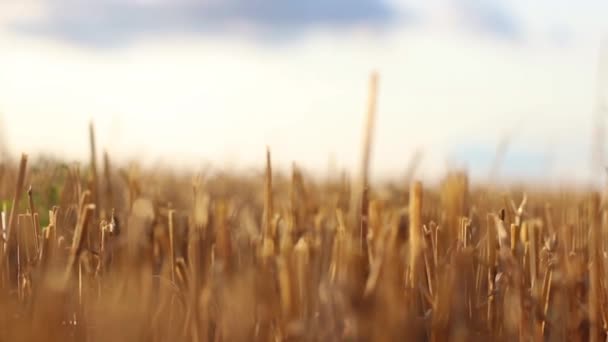 Close Woman Walking Wheat Harvest Field Bokeh Background Text — Stock video