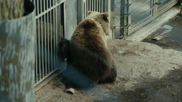 Filhote Urso Acariciado Pela Mãe Estocolmo Suécia — Vídeo de Stock