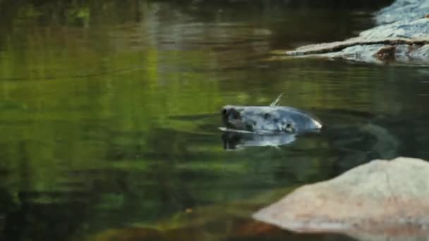 Sluiten Omhoog Van Een Zeehond Zwemmen Onderdompelen Het Water Stockholm — Stockvideo