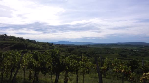 斯洛文尼亚Gorska Brda是一个著名的葡萄酒种植和产区 那里有一排葡萄的葡萄园 也是一个受欢迎的旅游胜地 — 图库视频影像