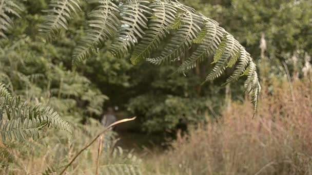 女人在蕨树林里散步 — 图库视频影像