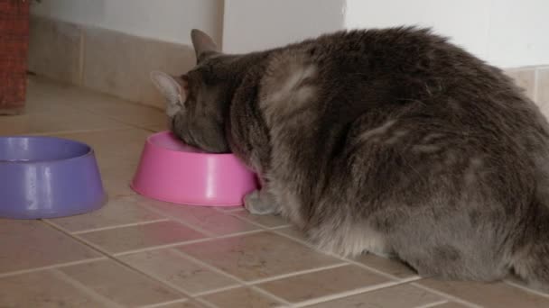 小灰猫在粉红碗上吃着均衡的食物 — 图库视频影像