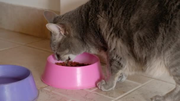 Gato Cinza Jovem Comendo Comida Equilibrada Sua Tigela Rosa Vista — Vídeo de Stock