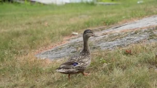 Nahaufnahme Einer Ente Die Über Gras Läuft — Stockvideo