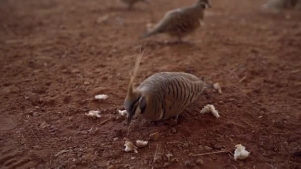 Spinifex Pigeons Plumés Australie Centrale Mangeant Des Morceaux Pain Sur — Video