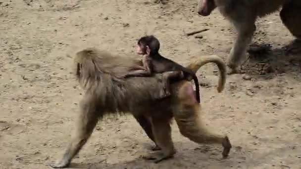 Babuíno Bebê Nas Costas Mãe — Vídeo de Stock