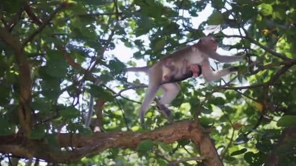 Affenmutter Springt Mit Ihrem Jungtier Einem Anderen Baum — Stockvideo
