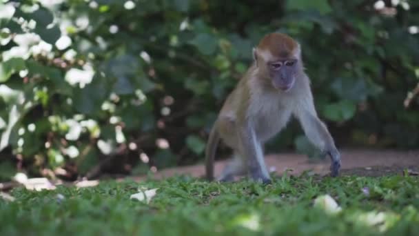 草の上でパンを取る小さな猿 — ストック動画