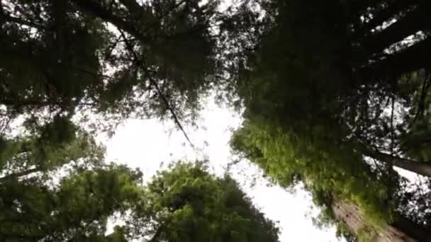 Прогулянки Під Масивними Червоними Деревами Національному Лісі Дивлячись Вгору Спостерігаючи — стокове відео