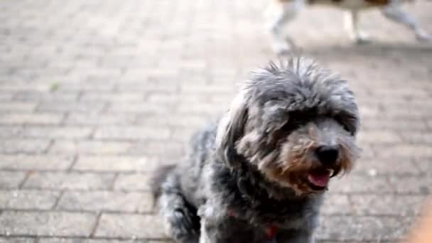 Hund Nedkøling Sad Jorden Mens Man Ser Sig Omkring – Stock-video