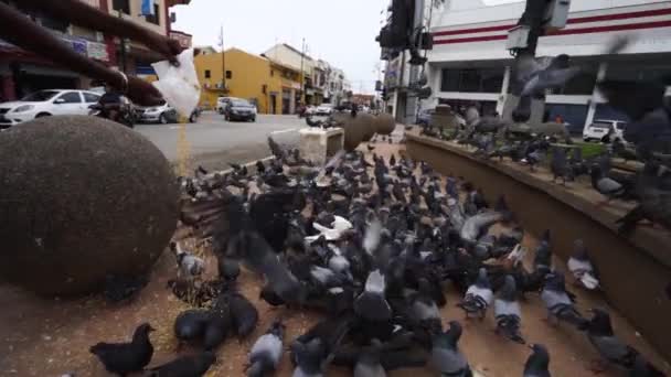 Alimentación Bandada Palomas Bolsa Semillas Aves Malaca Malasia — Vídeos de Stock