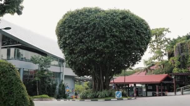 Caminando Hacia Árbol — Vídeos de Stock