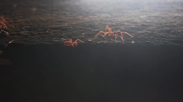 Aus Nächster Nähe Rote Ameisenkolonie Arbeitet Und Schleppt Pflanzen Auf — Stockvideo