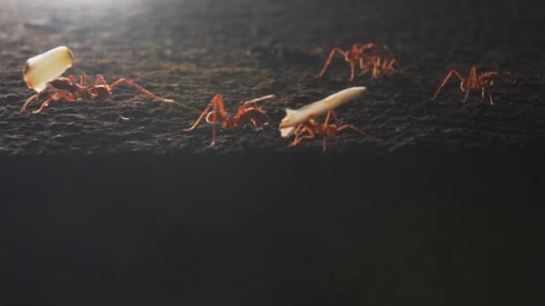 Close Shot Van Een Rode Mierenkolonie Die Samenwerken Voedsel Hun — Stockvideo