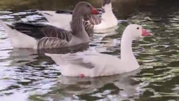 Gooses一家在游泳 — 图库视频影像