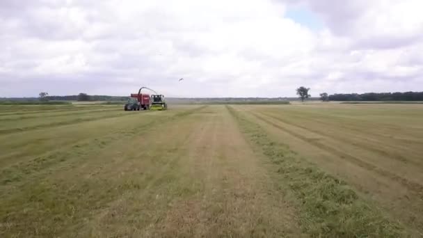 Filmik Drona Latającego Kombajnu Pracującego Polu Ptaki Lecą Pobliżu Pojazd — Wideo stockowe