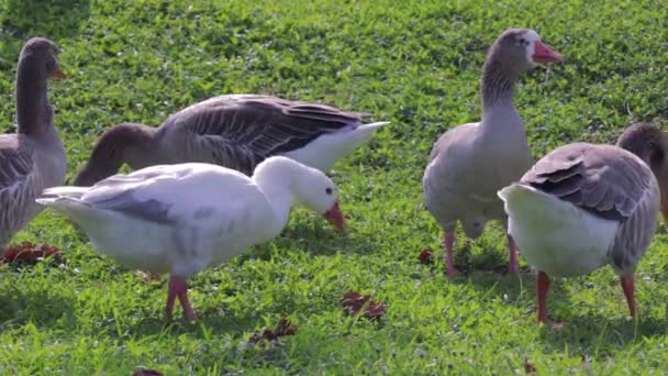 Skupina Ptáků Pojídajících Trávě — Stock video