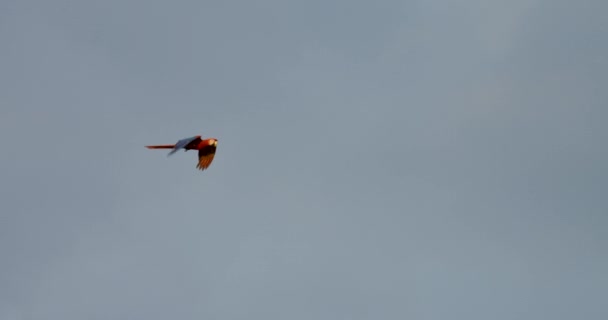 Slowmotion Ara Fly Nel Parco Nazionale Manuel Antonio Costa Rica — Video Stock