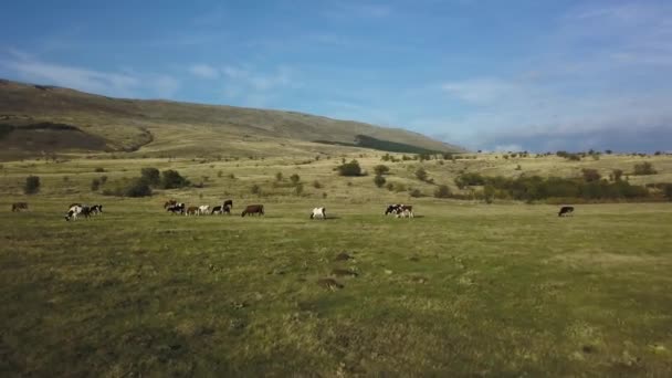 Koeien Grazen Een Prachtig Weiland — Stockvideo