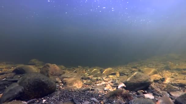 Big Wild Atlantic Salmon Norway Swims Close Water Camera — Stock Video