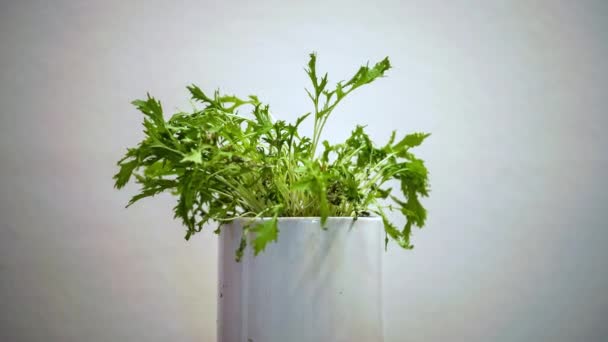 Včasný Odstup Listnaté Rostliny Vysychající Padající — Stock video