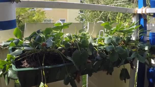 Time Lapse Aardbeien Een Balkon Bloeiend Wat Water Zon — Stockvideo