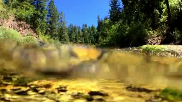 Částečný Podvodní Záběr Scénického Rybího Potoka Montana — Stock video