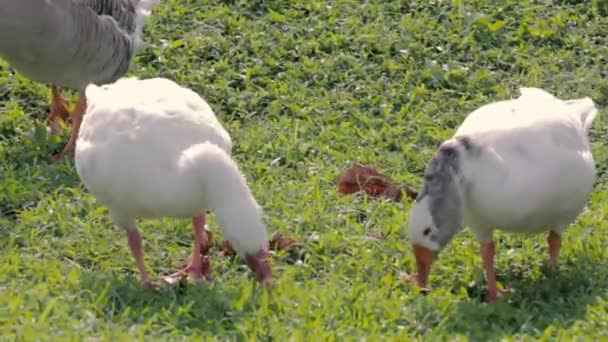 Utsikt Över Gooses Äta Gräs — Stockvideo
