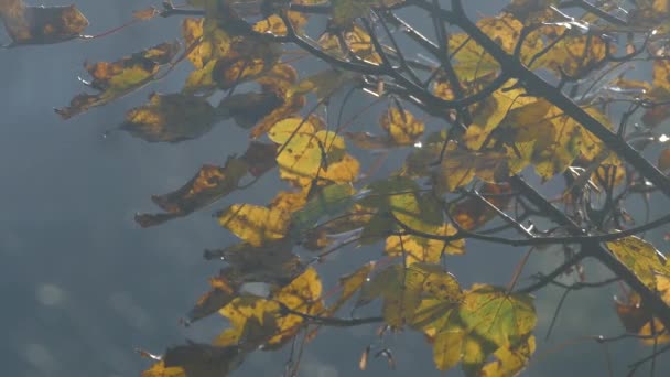 Podzimní listí s řekou v pozadí.