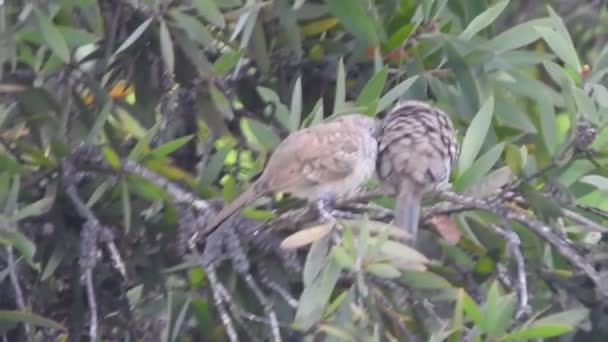 Twee Hawaiiaanse Duiven Een Boom — Stockvideo