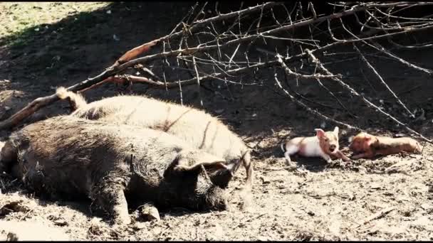 Grając Świnie Austral Chile — Wideo stockowe