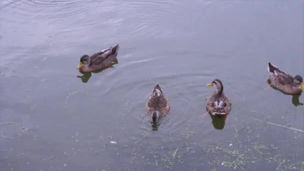 一緒に泳ぐアヒルの家族 — ストック動画