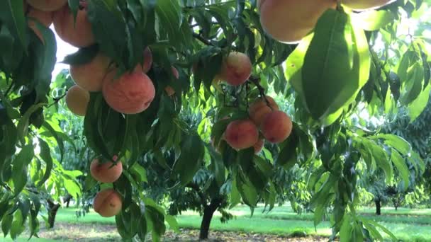 Rijpe Perziken Groeien Bomen — Stockvideo