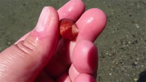 Zblízka Pohled Malé Oranžové Mořské Mušle Otočil Zkoumal Mezi Prsty — Stock video