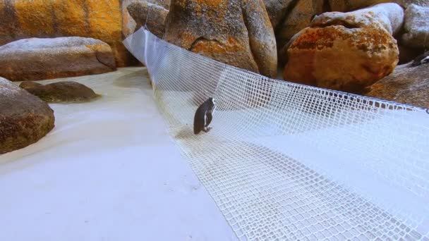 Pinguino Girato Piedi Sulla Rete Conservazione Boulders Beach Città Del — Video Stock