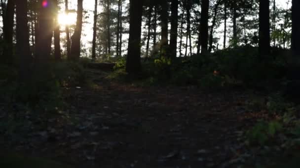 Slunce Svítí Lesní Stezkou — Stock video