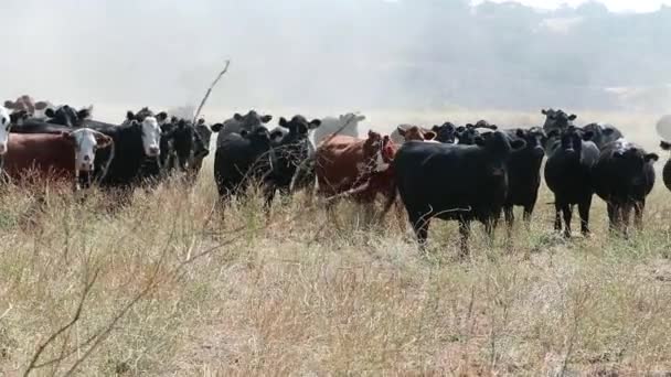 Schwarzangus Rinder Stehen Friedlich Auf Freiem Feld Und Schauen Misstrauisch — Stockvideo