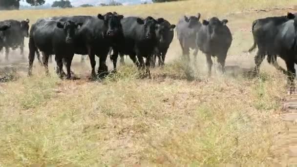 Black Angus Cattle Approaching Camera Slow Pace Eventually Stopping Observing — Stock Video