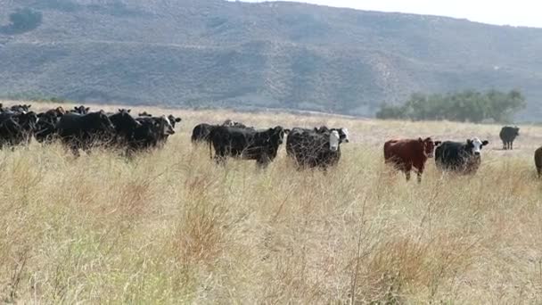 Bovini Black Angus Piedi Pacificamente Campo Aperto Guardare Telecamera Con — Video Stock