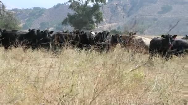 Black Angus Cattle Standing Peacefully Open Field Watching Camera Suspicion — Stock Video